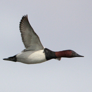 Male in flight.